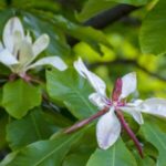 Image of a Magnolia tripetala Umbrella Magnolia focused on two large white flowers that are surrounded by big green shiny leaves