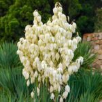 Yucca filamentosa Adam's Needle native perennial blooming