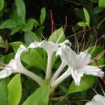 Image of Rhododendron arborescens Sweet Azalea focused in on its funnel-shaped white flowers surrounded by green leaves with a dark background