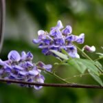 Wisteria frutescens American Wisteria native vine blooming in purple