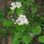 Image of Decumaria barbara Climbing Hydrangea climbing what looks like a tree with white flowers and deep green leaves