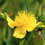 Image of Hypericum kalmianum Kalm's St. John's Wort focused on its bright yellow bursting flower with a blurred green background of stems