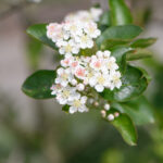 Image of Aronia prunifolia, Purple Chokeberry, focused on a cluster of small white flowers with almost pink centers