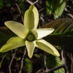 Image of a Magnolia acuminata Cucumber magnolia tulip-like greenish yellow flower with green leaves behind it