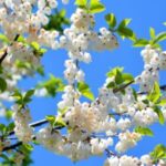 Image of Halesia carolina Carolina Silverbell in bloom with small white flowers and bright green leaves Infront of a clear blue sky