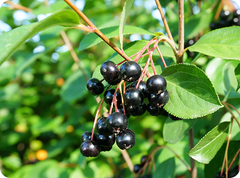 Black Chokeberry