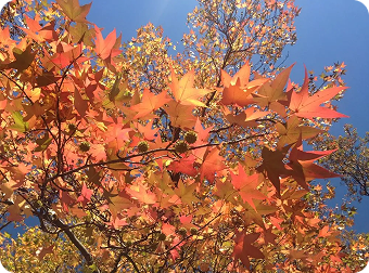 Sweet Gum