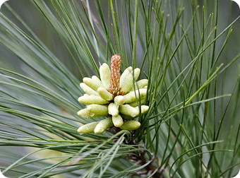 Loblolly Pine