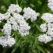 Image of Common Yarrow (Achillea millefolium) in full sun