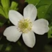 Tall Thimbleweed (Anemone virginiana) with a single white flower viewed from above. The flower has six broad white petal-like sepals surrounding a greenish-yellow center filled with small stamens. The bloom stands out against dark green leaves that partially frame the flower. The image is tightly cropped