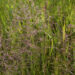 Redtop Grass (Agrostis alba) growing in a meadow. Tall green grass stems fill the image