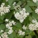 White snakeroot (Ageratina altissima) features clusters of fluffy white flowers that look like tiny bursts of cotton floating above deep green